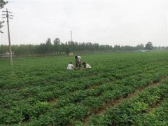 球盟会官网网页版
是怎样进行在线监测的