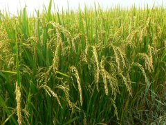 土壤墒情监测系统是如何运行的?