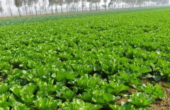 土壤墒情监测需要怎么取样?