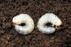 土壤含水量监测仪器帮助消灭“地老虎”