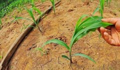 土壤墒情远程监控系统在旱情分析中的应用