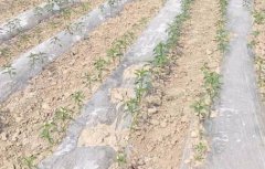 基于无线网络的远程墒情监测系统介绍