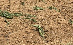 土壤墒情监测工作要点